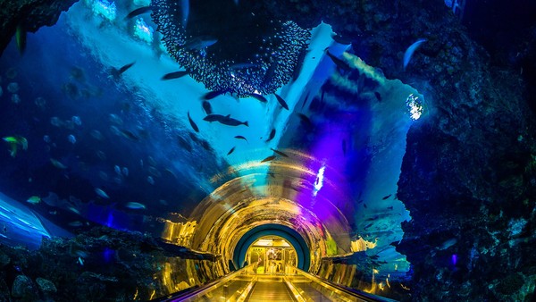▲▼屏東國立海洋生物博物館視訊背景（圖／屏東國立海洋生物博物館）