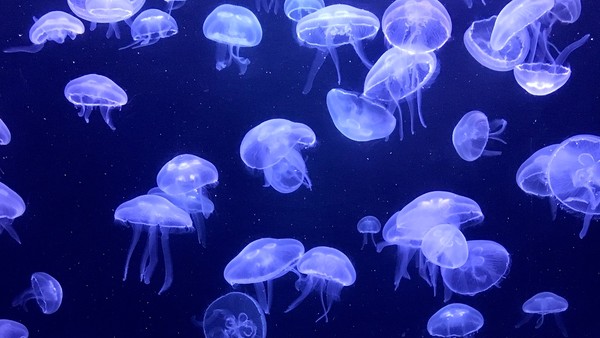 ▲▼屏東國立海洋生物博物館視訊背景（圖／屏東國立海洋生物博物館）