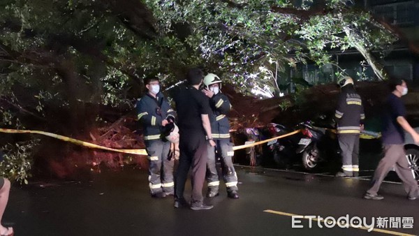 ▲▼台北市五常國小旁大樹突然倒塌，一位路過民眾被壓在樹下。（圖／記者黃彥傑攝）