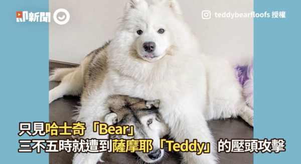 ▲▼Teddy Bear。（圖／即新聞／IG／teddybearfloofs）