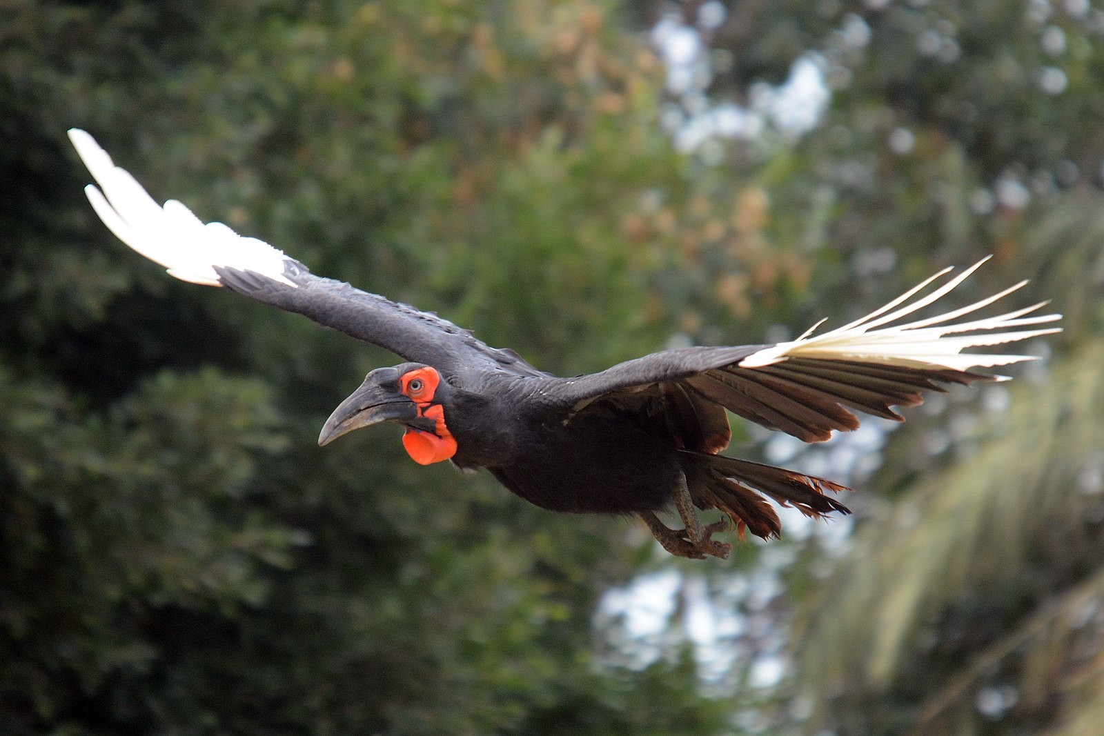 回家了 逃脫猛禽店2年日 紅臉地犀鳥 終被捕獲 Ettoday寵物雲 Ettoday新聞雲