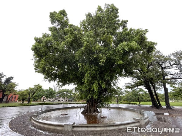 ▲梅雨鋒面報到，意外讓山上花園水道博物館滯洪池，重現水景風光，也吸引各種鳥類前來棲息覓食，在封園期間，更顯生態盎然。（圖／記者林悅翻攝，下同）