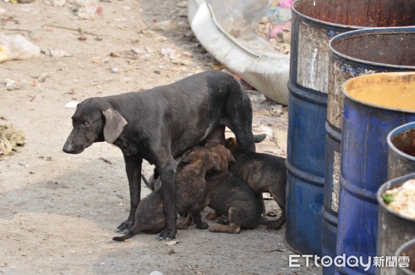 ▲▼台灣之心致力於推廣遊蕩犬貓絕育。（圖／台灣之心愛護動物協會提供）