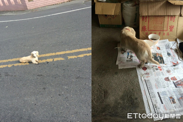 ▲▼芒果。（圖／飼主芒果媽授權）