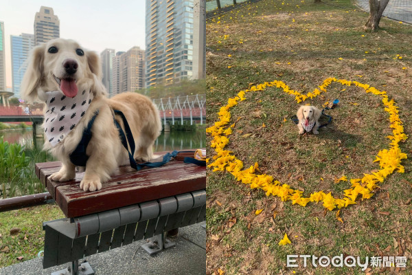 ▲▼芒果。（圖／飼主芒果媽授權）