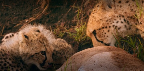 ▲▼吉普車影響獵豹的生態環境；獵豹寶寶在媽媽的呼喚下前來享用大餐。（圖／Apple TV+）