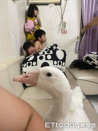▲▼停課在家小孩吵翻天，媽媽放鵝咬人。（圖／網友授權提供）