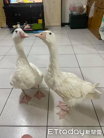 ▲▼停課在家小孩吵翻天，媽媽放鵝咬人。（圖／網友授權提供）