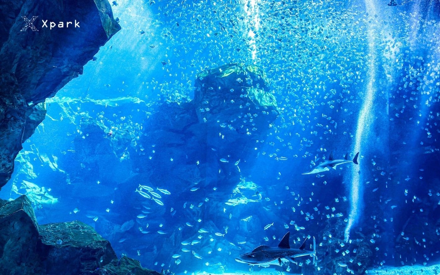 Xpark同步閉館至6 28 保育員帶動物逛水族館網 太可愛了 Ettoday旅遊雲 Ettoday新聞雲