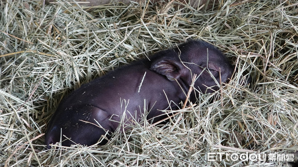 ▲▼伊時。（圖／台北市立動物園提供）