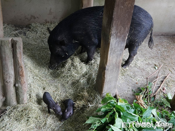 ▲▼伊時。（圖／台北市立動物園提供）