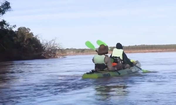 阿根廷巨獺。（圖／翻攝自Fundación Rewilding Argentina）