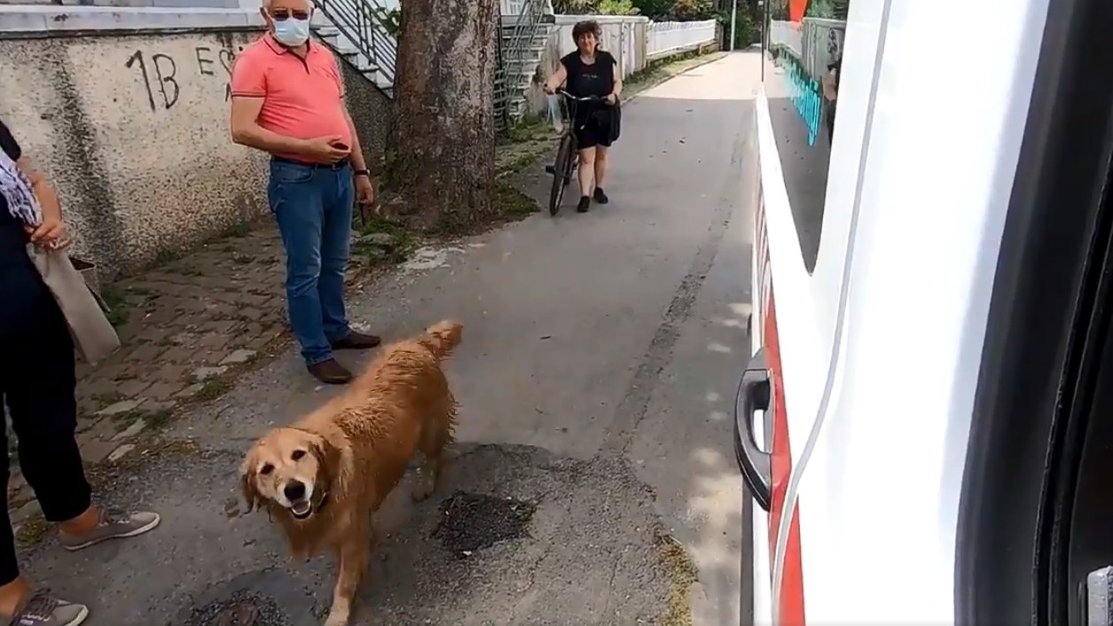 ▲▼黃金獵犬見主人上救護車，狂奔追到醫院。（圖／翻攝自twitter／ANADOLU AGENCY）