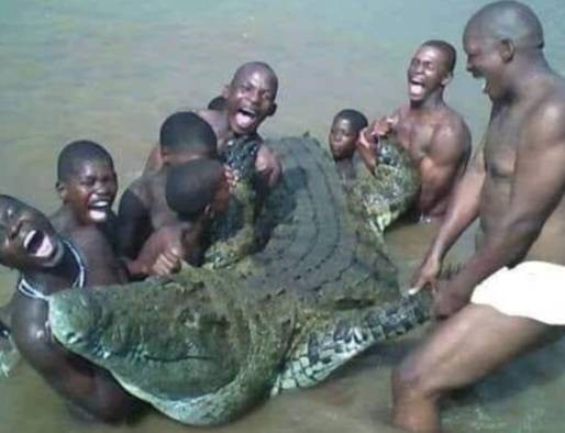 ▲▼東非烏干達殺人巨鱷奧薩瑪，終於被50人成功捕獲。（圖／翻攝自sweeterearners）