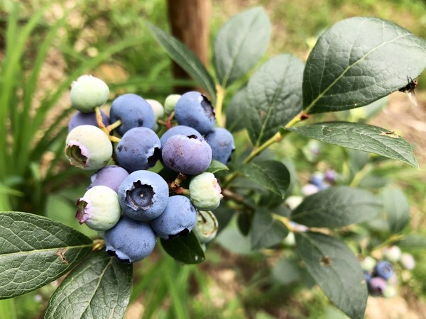▲雪霸休閒農場藍莓於6/5開放第一批採收。（圖／雪霸休閒農場提供）
