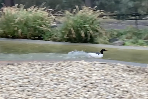 ▲▼秋沙鴨狂奔。（圖／翻攝自粉專「Smithsonian’s National Zoo」）