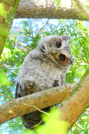 ▲▼奧萬大森林遊樂區的野生動物們。（圖／翻攝自Facebook／奧萬大情報站）