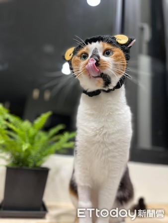 ▲貓主子單手跨沙發背　「歪嘴邪笑」狠瞪爸：3個罐罐啥款？。（圖／網友Chun Huang提供）