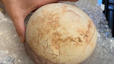 海關發現恐龍蛋包裹「還附原產地證明書」　鑑定發現來自1億年前白堊紀