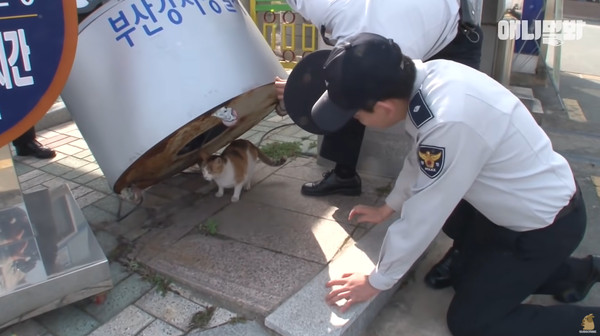 ▲▼浪貓跑到警局求助生產！　4寶寶「穿制服成為喵員警」大鬧警衛室。（圖／翻攝自YouTube／SBS TV동물농장x애니멀봐）