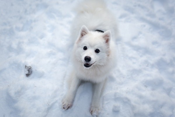 ▲薩摩耶,狗,犬。(示意圖／取自免費圖庫Pixabay)
