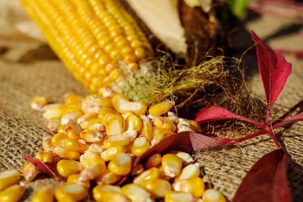 ▲原物料價格飆升，玉米期貨近二年漲幅高達59%。（圖／取自免費圖庫Pixabay）