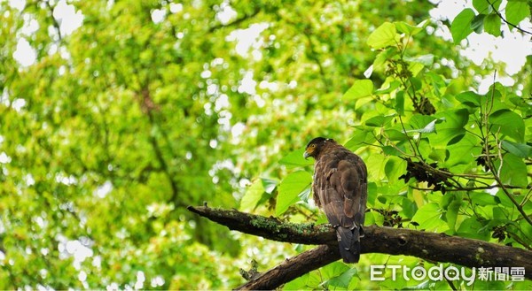 ▲遊客沒來「稀有動物」大爆發現蹤！網提定期封園　武陵農場回應了。（圖／武陵農場提供。）