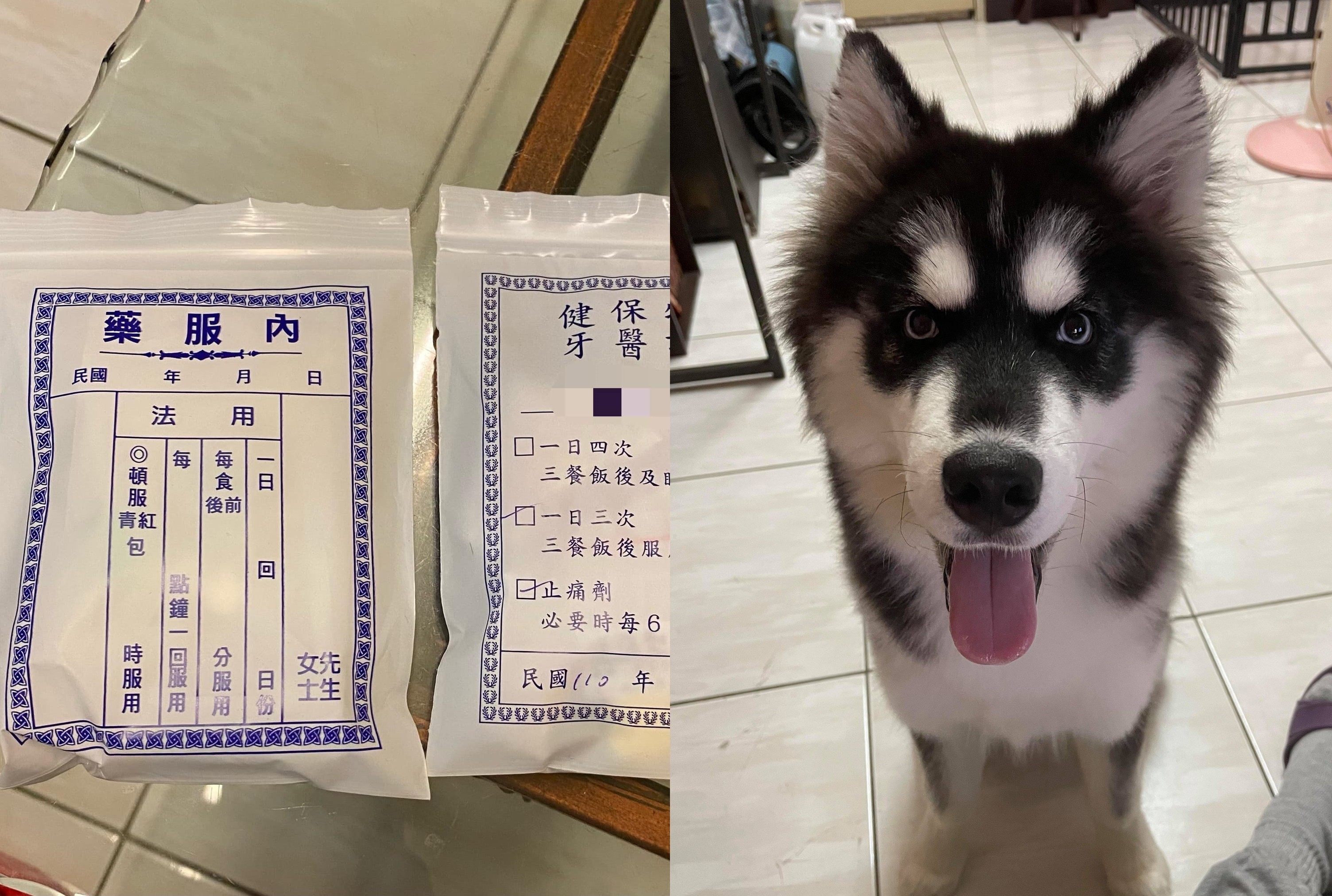 真的吃錯藥 奴才吞下 二哈靈丹 急求救網笑 你會開始拆家了 Ettoday寵物雲 Ettoday新聞雲