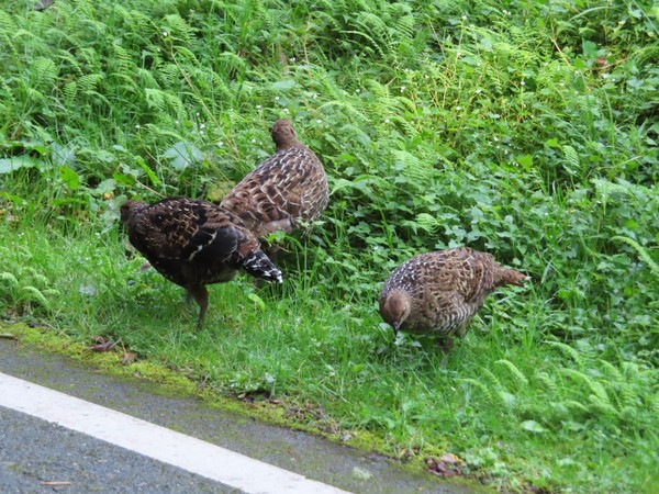 ▲休園滿1個月！阿里山成「動物天堂」　山羌、獼猴、鳥類全回來了。（圖／嘉義林管處提供）