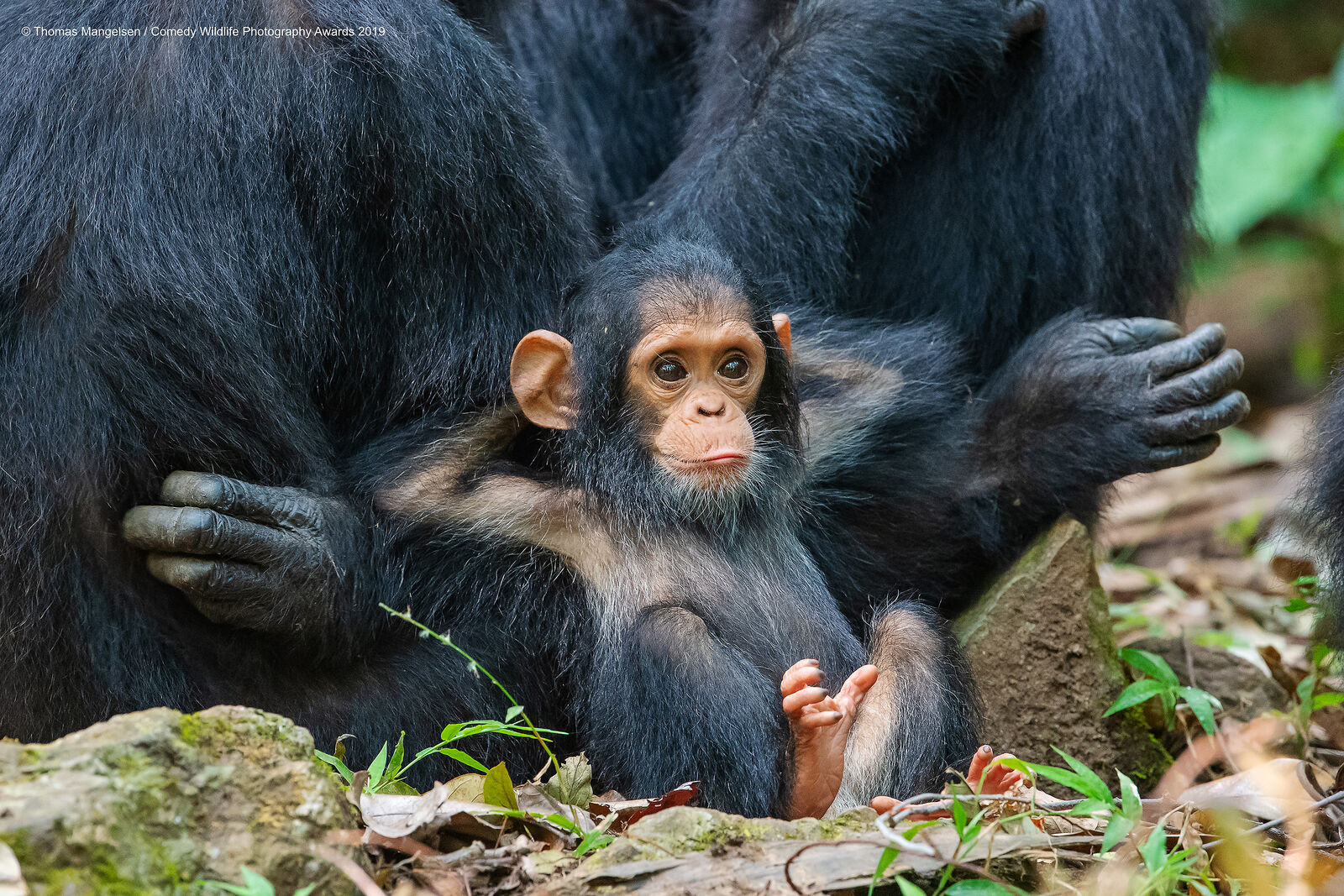 ▲▼喜劇野生動物照片。（圖／翻攝自comedywildlifephoto.com）