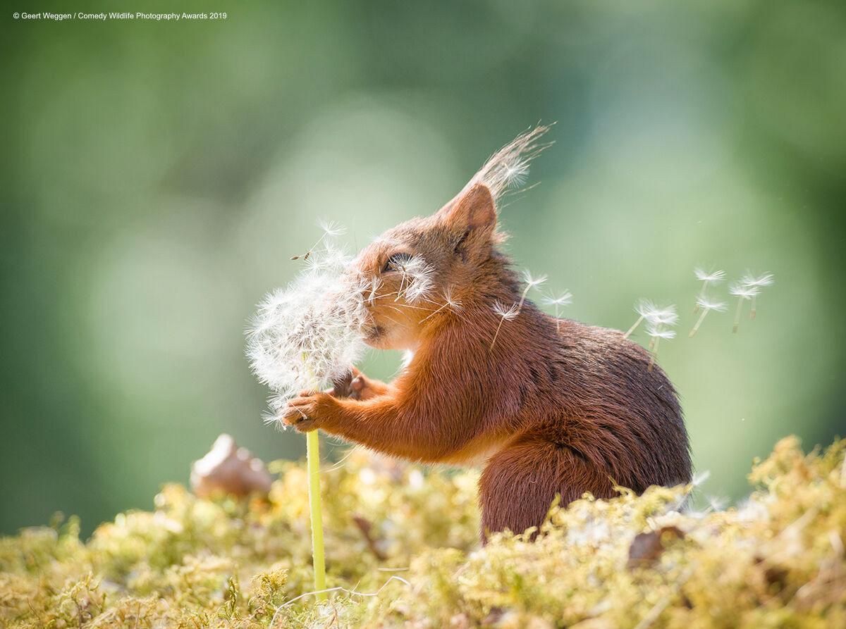 ▲▼喜劇野生動物照片。（圖／翻攝自comedywildlifephoto.com）