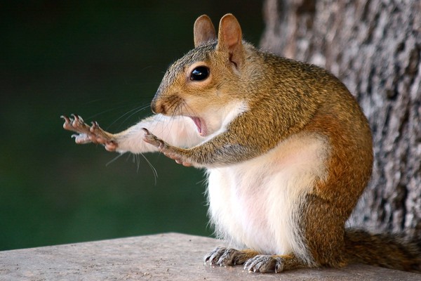 ▲▼喜劇野生動物照片。（圖／翻攝自comedywildlifephoto.com）