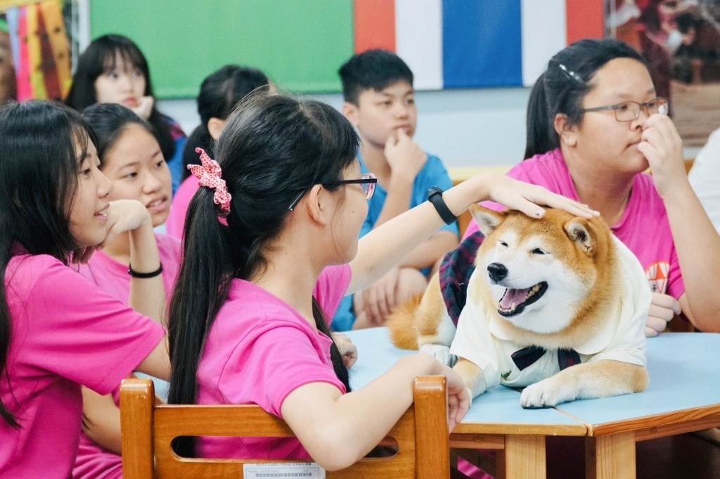 ▲▼新北市安溪國中校犬「可樂」。（圖／動督盟提供）