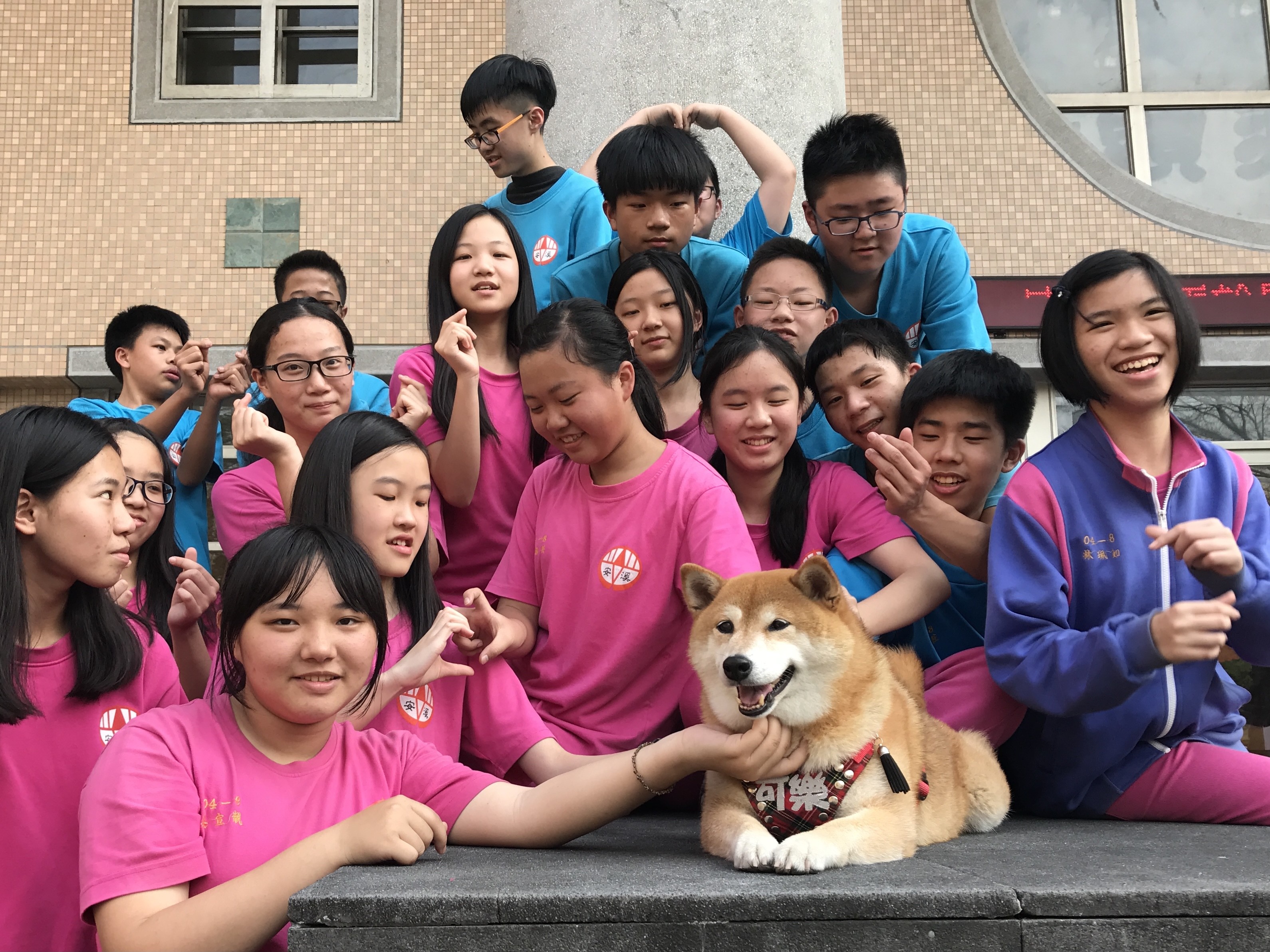 ▲▼新北市安溪國中校犬「可樂」。（圖／動督盟提供）