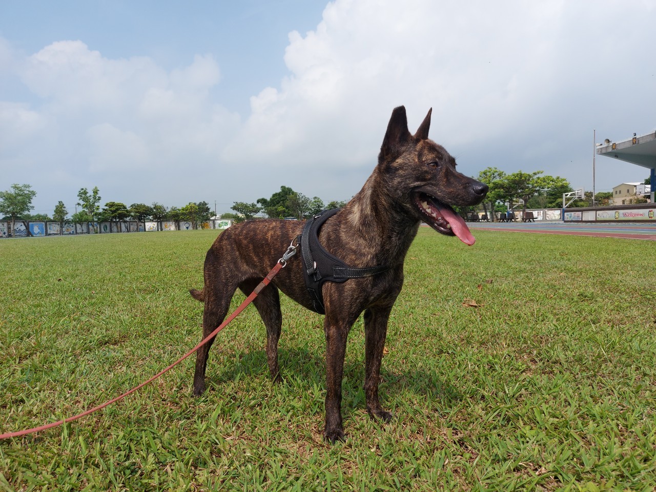 ▲▼桃園市菓林國小校犬「小虎」。（圖／動督盟提供）