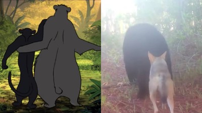 真實版《森林王子》！野外狼與熊結伴散步　是要去找毛克利嗎？