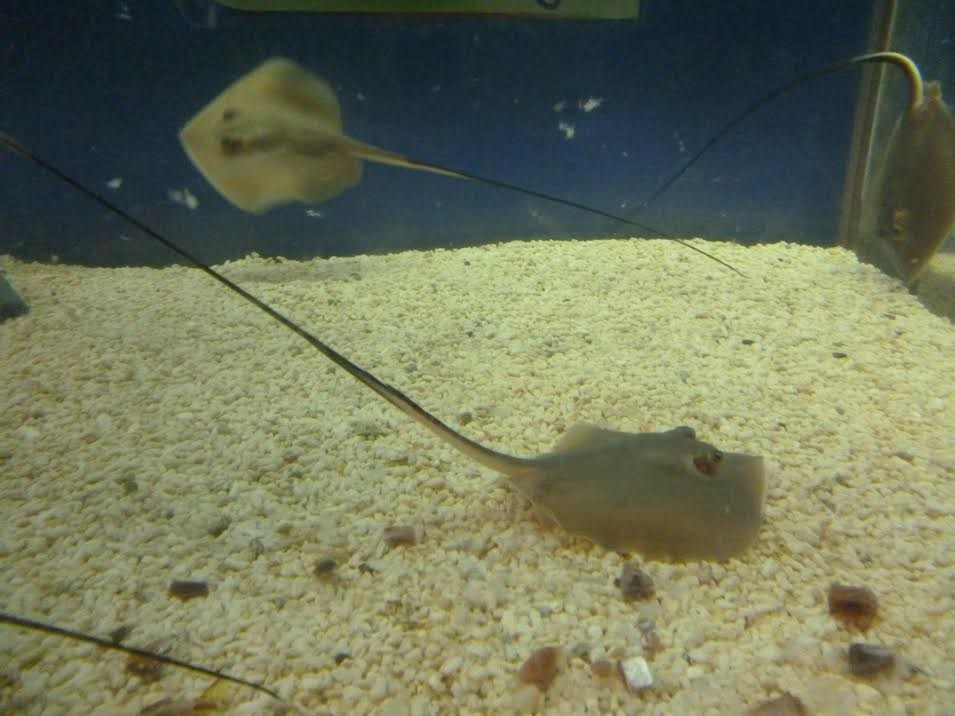 魟魚寶寶的微笑海生館歡慶兒童節 Ettoday寵物雲 Ettoday新聞雲