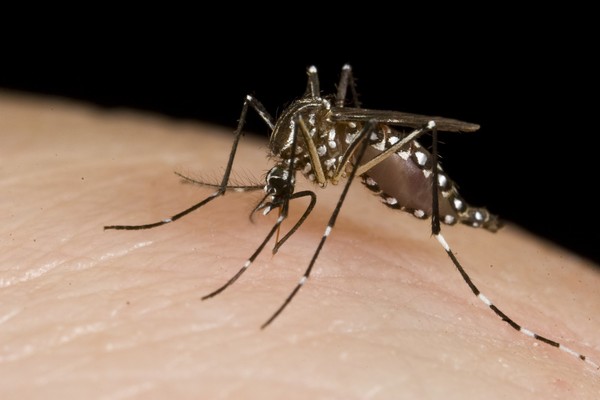 ▲▼新疆北灣的蚊蟲很嚇人。（圖／取自免費圖庫WUNDERSTOCK）