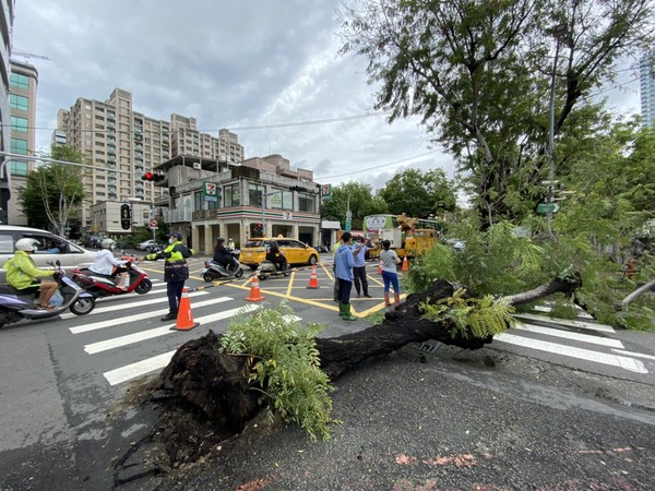 ▲大同醫院急診室前路樹倒塌 。（圖／記者洪靖宜翻攝）