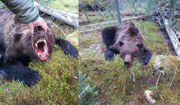 找同伴目睹棕熊啃屍！　16歲男「身體一半消失」他用小刀決鬥逃死。（圖／翻攝自Ergaki Nature Park官方網站）