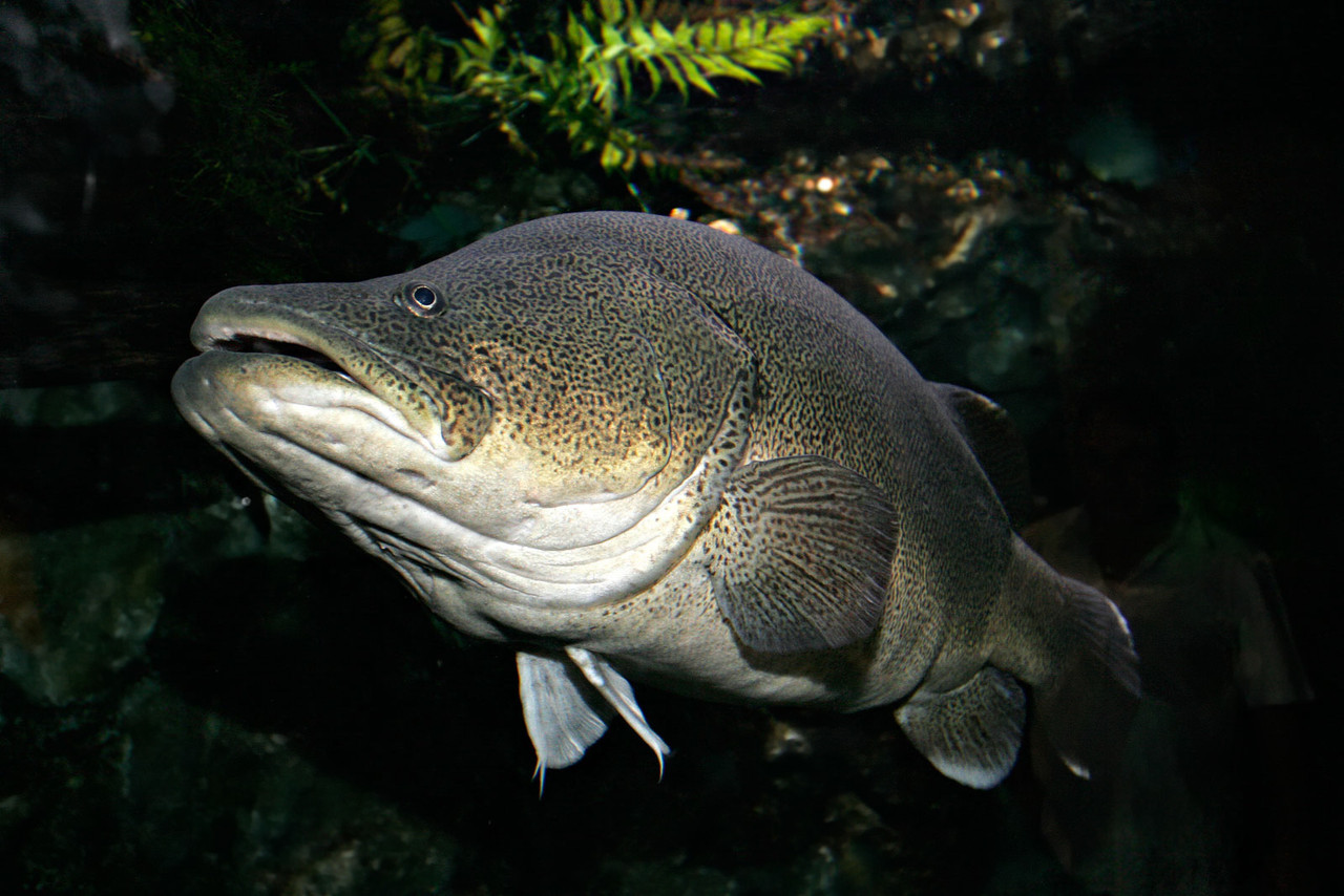 You can see the tails': bloated cod regurgitate mice amid