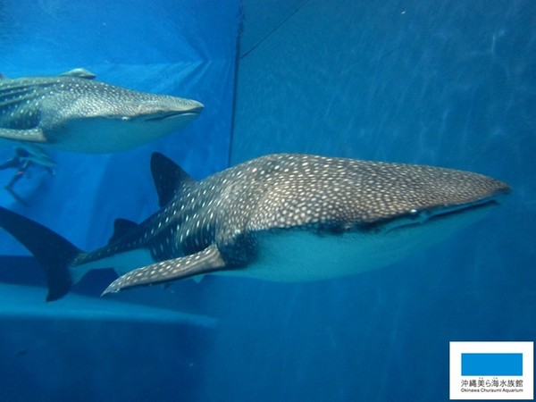 ▲▼沖繩美麗海水族館最大母鯨鯊身亡。（圖／翻攝自沖繩美麗海水族館官網）