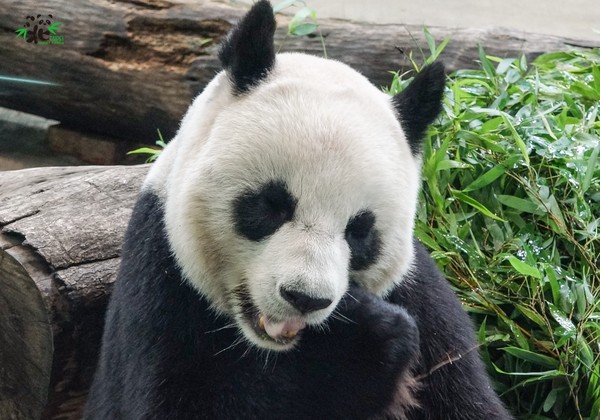 ▲▼大貓熊吃播（圖／臺北市立動物園提供）