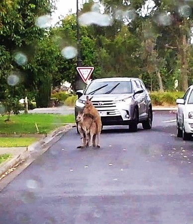 圖／twitter search@streets of Macleod kangaroos