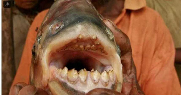 台中之前有民眾發現「牙齒有如人齒」怪魚，疑似是會咬掉男性睪丸的「咬睪丸魚」。（圖／翻攝自Gizmodo網頁）