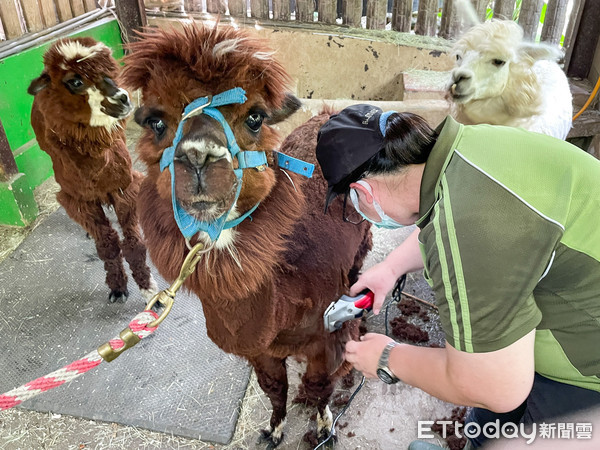 ▲動物園夏日髮廊開張！　小羊駝組隊剃毛「嚇到咩咩叫」想落跑。（圖／台北市立動物園提供）