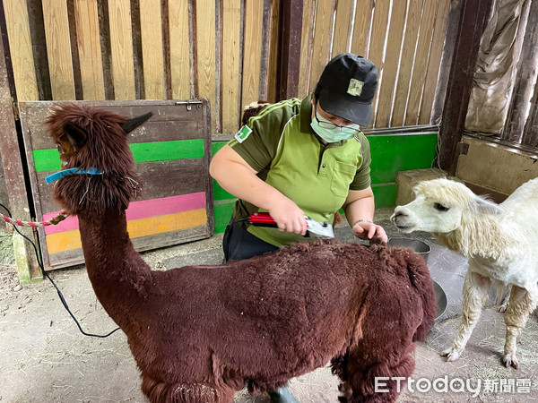 ▲動物園夏日髮廊開張！　小羊駝組隊剃毛「嚇到咩咩叫」想落跑。（圖／台北市立動物園提供）