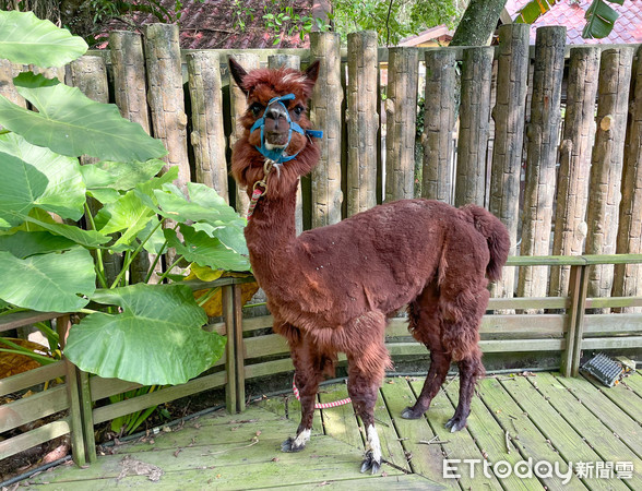 ▲動物園夏日髮廊開張！　小羊駝組隊剃毛「嚇到咩咩叫」想落跑。（圖／台北市立動物園提供）