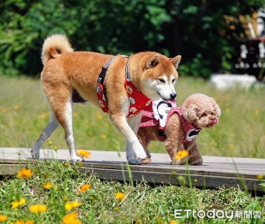 ▲▼Rocky和咖啡。（圖／飼主趙雪芳提供）