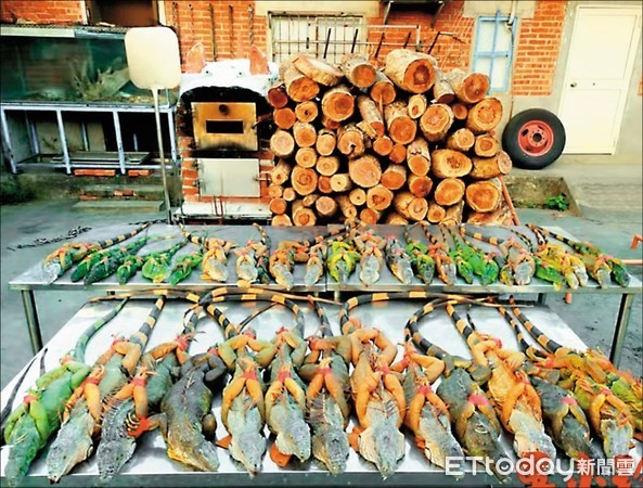 ▲網紅「吳小珍」窯烤綠鬣蜥。（圖／吳小珍提供）